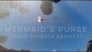 Mermaid’s Purse | The Wild Blue | Hamid Shibata Bennett