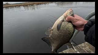 8- февралья ловим на поплавок крупных карасей  в латвии OK COPE SPORT GROUNDBAITS Bream !