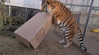 Как Поймать Тигра ?/ How to catch a tiger?