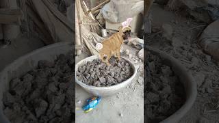 #dogcratoonvideo #shortvideo #funnyvideo #kidsvideo #viralvideo