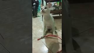 kucing lucu #shorts #short #shortvideo #cat #kucing