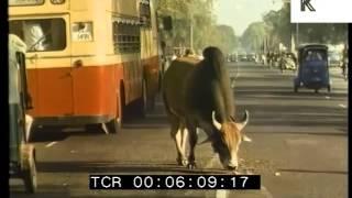 1970 India, Road, Traffic, Cow, 1970s Colour 35mm Archive Footage