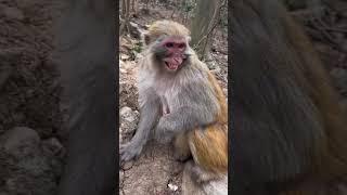 Monkey laughing meme template #memestemplate #meme