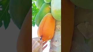 Unboxing Papaya So Fresh Fruit #papaya #fruitcutting #shorts
