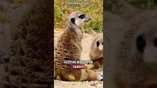Meerkats Teach Their Babies to Fight SCORPIONS! #facts #animalfacts #wildlife #meerkat