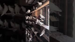 Польские голуби (кримка) в Турции Pigeons polonais