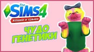 TS4 Чудо Генетики | Собака | The Sims 4 Кошки и собаки