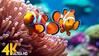 Aquarium 4K VIDEO (ULTRA HD)  Beautiful Coral Reef Fish - Relaxing Sleep Meditation Music #131