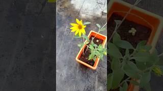 Terrace Garden Sunflowers: From Tiny Seeds to Towering Blooms!