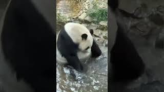 The Shocking Truth About Panda Behavior You Never Knew