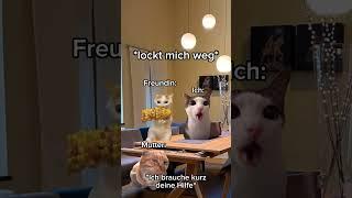 Rambazamba mit Mutter von Freundin #cat #cats #funny #catvideos #katzenvideos #katzenmemes #memes