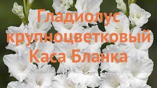 Гладиолус крупноцветковый Каса Бланка  обзор: как сажать, луковицы гладиолуса Каса Бланка