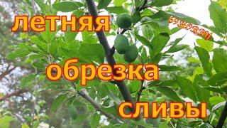 ЛЕТНЯЯ обрезка СЛИВЫ! Два примера 3-х и 5-ти лет  Как, когда и зачем!