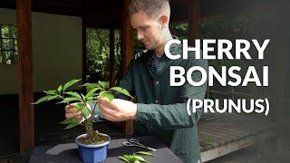 Cherry Bonsai care (Prunus, Sakura)