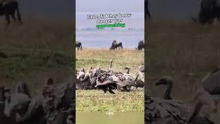 Unbelievable Lioness Hunt #Lioness #Vulture #Wildlife #Nature #foryou