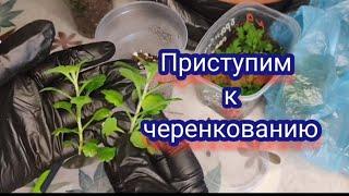 Черенкование хризантемы мультифлора. Когда черенковать и какие черенки брать 