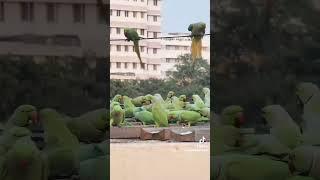Wild Parrots enjoying Food #Foryou #foryoupage #Viral #everyone #viralvideo #Video #views#100k #500k