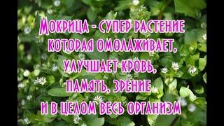 Мокрица улучшает ЗРЕНИЕ во много раз эффективней чем черника