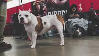 Official ! ‘BRC Global Utah Bully Expo Part 2