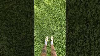 Clover lawns: trendy or worth it? ️ #clover #cloverlawn #lawn #landscape #garden #diy #home #yard