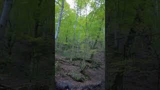 Yedigöller, Bolu, Turkey #travel #bolu  #turkey #holiday #walkingtour #nature #autumn #forest