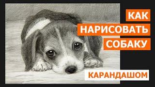 Как нарисовать собаку карандашом