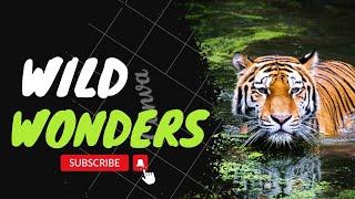 "Wild Wonders: Unraveling Animal Behavior Patterns" || The Animal Explorers