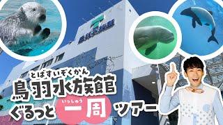 鳥羽水族館行く前に見て！100倍楽しくなる水族館ツアー （ラッコ・ジュゴン・イルカ）Toba aquarium japan