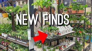 New Houseplants Finds! Lets go plant shopping at Lowes! Big Box Store Houseplant Shopping!