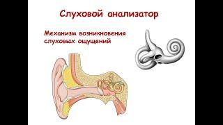 Слуховой анализатор. Механизм возникновения слуховых ощущений.