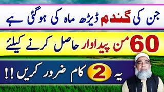 Instructions for Wheat crop of 1.5 month to get maximum yield || Crop Reformer