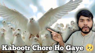 Humere Kabootr Chore Ho Gaye  || Humere Pigeon  Chore ho Gaye  || #sistrology #pigeon #chor#fun