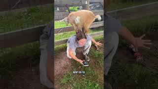 Pregnant goat update! Not long now 