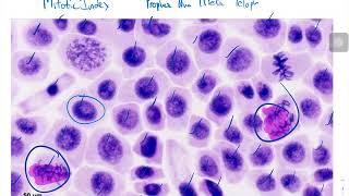 Mitotic Index