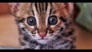 Orphaned leopard cat first moment in the jungle at Cambodia Wildlife Sanctuary - ElephantNews