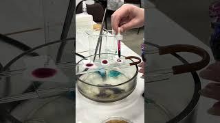 микробиология ИТМО #итмо #science #университет #биотехнология #микробиология