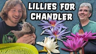 Water Lilies For Chandler's Wild Life