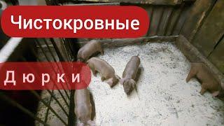 Хряк дюрок, чистокровные дюрки  поросятам 2 недели , поставили престарт пурина, дюркам две недели