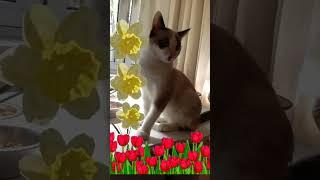 Котодевочка. Позитив от  Марселя. Happy day!