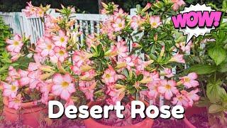 Desert Rose - Adenium Obesum - A WOW Plant! How to Grow and Care For the Desert Rose Plant