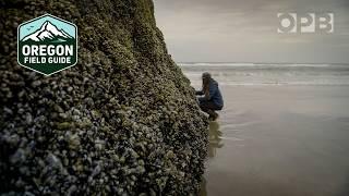 Learn to harvest food from the wild Oregon Coast | Oregon Field Guide