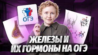 Железы и их гормоны на ОГЭ по биологии | Умскул