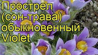 Прострел обыкновенный Violet. Краткий обзор, описание характеристик, где купить саженцы, семена