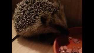 Igel schmatzt beim Abendessen