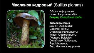 Масленок кедровый Suillus plorans