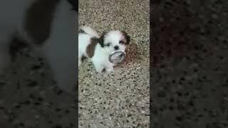 cute #puppy #trending #shorts #viral #milolia