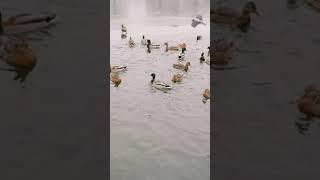 #shorts so many ducks #youtubeshorts#animals#ducks#pets