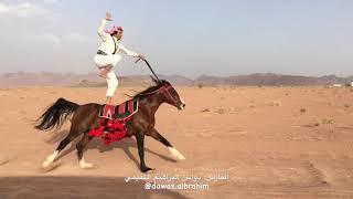 Best Horse Rider/Aamazing Arab Horse riding