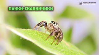 Милые паучьи глазки. Пауки-скакунчики. // Clever Cricket