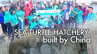 China builds sea turtle hatchery at Ghanaian port in west Africa; 20,000 eggs collected so far